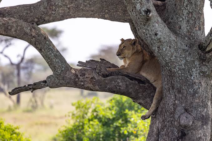 in the wildFemale African lion resting peacefully on a thick tree branch 