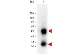 Igg elisa kit allows for the in vitro quantitative determination of igg concentrations in plasma, tissue homogenates and other biological fluids. Goat Anti Mouse Igg Heavy Light Chain Antibody Hrp Abin101744