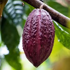 Why Ruby Chocolate Is Fake Cocoa Fruit Chocolate Unique Vegetables