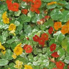 Image result for Nasturtium