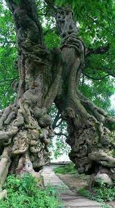James Rees On Twitter Animist Narthex Weird Trees Nature Tree Unique Trees