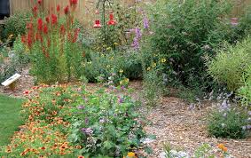 Part shade flowers blue flowers wild flowers flower colors rain garden water garden north creek hardy perennials plant sale. Threat Of Extinction Michigan Blue Magazine