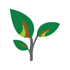 Image result for Pycnospora