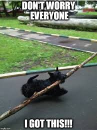 Pin On Scottish Terriers