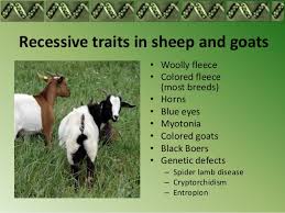 Stick Trick With Sheep Goats Cattle Goats Sheep Cattle