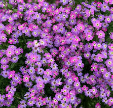 Image result for Malcolmia maritima