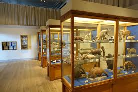 Metropolitan museum of art, new york, united states. File Interior View Swedish Museum Of Natural History Stockholm Sweden Dsc00649 Jpg Wikimedia Commons
