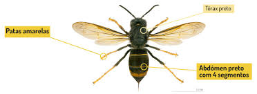 Avançando de norte para sul, esta espécie já foi registada este ano na zona de lisboa e vale do tejo. As Vespas Stop It