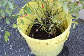 Frühe rosen blühen ab anfang mai, späte rosen sogar bis zum ersten frost. Rosen Pflanzen Eine Anleitung Mit Allem Was Sie Wissen Mussen