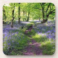 Pin On Bluebells