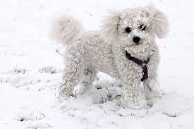 Curly coated retrievers have short, curly hair without an undercoat. 5 Absolutely Adorable Small Curly Haired Dogs Updated 2021