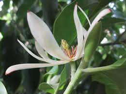 Gambar flora dan fauna di indonesia beserta asalnya. Jenis Flora Di Indonesia Pengertian Wilayah Dan Gambar