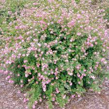 Saturday's only during lockdown 1 chef no menu also share posts from personal acc @london_afro_vegan @ukvegansofcolour. Plant Of The Week Desert Rose Landscape Maintenance Facebook