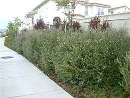 Westringia wynyabbie gem is a very hardy, compact native shrub that blooms with gorgeous lilac flowers for most of the year. Westringia Wynyabbie Gem 10 Pot Hello Hello Plants Garden Supplies