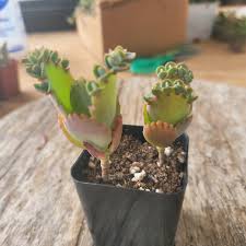 Image result for Kalanchoe daigremontiana