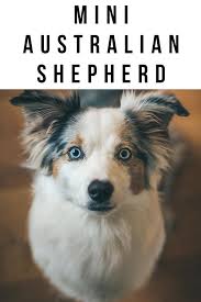 Mention an occasional blue eyed mini aussie puppy. Mini Australian Shepherd The Complete Guide To The Miniature Aussie
