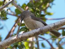 Image result for Newtonia