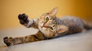 We did not find results for: Kucing Jadi Hewan Kesayangan Rasulullah Ini Alasannya Okezone Muslim