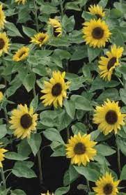 How To Eat Sunflower Livestrong Com Planting Sunflowers Plants Sunflower Leaves