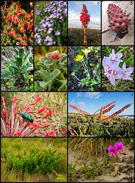 Image result for Phylohydrax