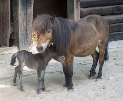 Since 1983 the magical my little since 1983 the magical my little pony brand has brought fun, friendship & joy to millions. Berliner Schnauzen Ponys Zum Liebhaben Gesellschaft Tagesspiegel