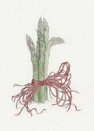 Asparagus Drawing By Tara Poole Download 8,001 asparagus stock illustrations, vectors & clipart for free or amazingly low rates! asparagus by tara poole