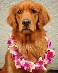 Sierra Puppy Dog Eyes Beautiful Dogs Dogs Golden Retriever