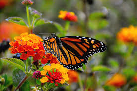 We did not find results for: Monarch Butterfly Grove Photograph By Barbara Snyder