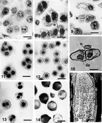 Image result for Sladeniaceae