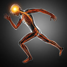 √ describe the path a nerve impulse travels throughout your body from stimulus to response. 20 Nervous System Facts For Kids Students And Teachers