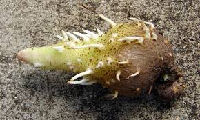 Image result for Dioscorea quartiniana