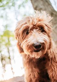 There are several labradoodle puppies in illinois and all breeders are not the same. Gallery Maple Hill Doodles