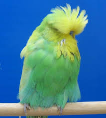 Violet Spangle Budgie Muhabbet Kuslari Evcil Hayvanlar Guzel Kuslar