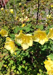 Image result for Hypericum revolutum