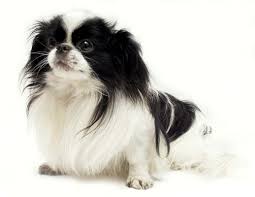The japanese chin is a delightful companion for the entire family that defies small yappy dog stereotypes. Japanese Chin Puppies Breed Information Puppies For Sale