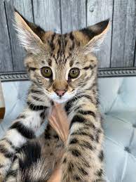 F1 Savannah Kitten Savannah Kitten Savannah Cat Savanna Cat