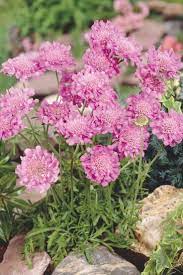 Pin On Fave Garden Flowers