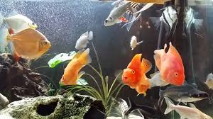 red parrot fish tank mates