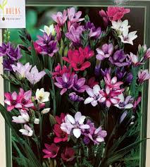 Image result for Babiana