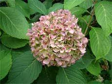 Hydrangea Winter Care How To Protect Hydrangeas From Winter Cold And Wind Hydrangea Winter Care Growing Winter Vegetables Winter Vegetables Gardening
