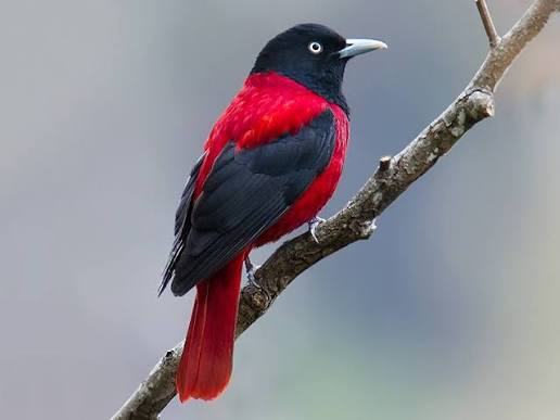 Maroon Oriole - Oriolus traillii - Birds of the World