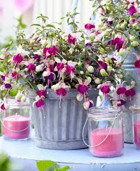 Image result for Sutera debilis