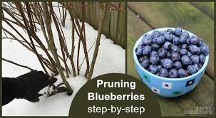 Perfect for small gardens or containers. Pruning Blueberries Step By Step Instructions For More Fruit