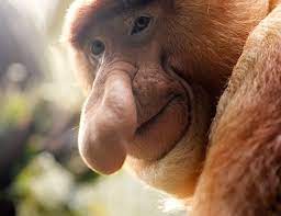 The World S Ugliest Animals In Pictures Environment The Guardian