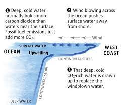 How Upwelling Works To Bring Carbon Dioxide Closer To The Shore Weather And Climate Ocean Environmental Science