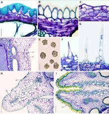 Image result for Heteromorpha involucrata