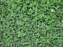 Image result for Alysicarpus zeyheri