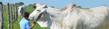Brahmins and chetris of nepal are of african origin like you. Why Texas Loves Brahman Cattle Texas Landowners Association