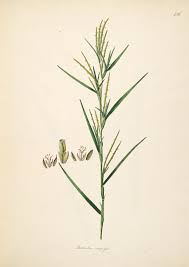 Image result for Hemarthria natans