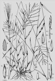 Image result for Digitaria velutina